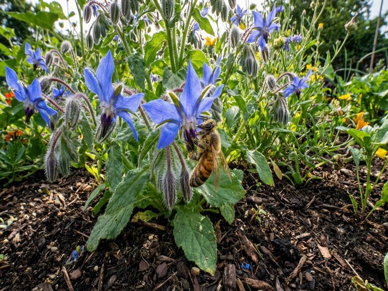 Une abeille butinant une fleur de bourrache vigoureuse dans un jardin enrichi au compost.