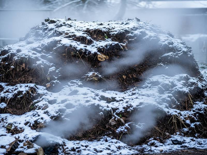 Un tas de compost couvert de neige, avec de la vapeur s'en échappant, signe d'activité biologique