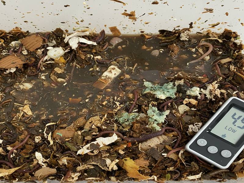 Un lombricomposteur avec un pH trop bas, illustré par un substrat trop humide et poisseux