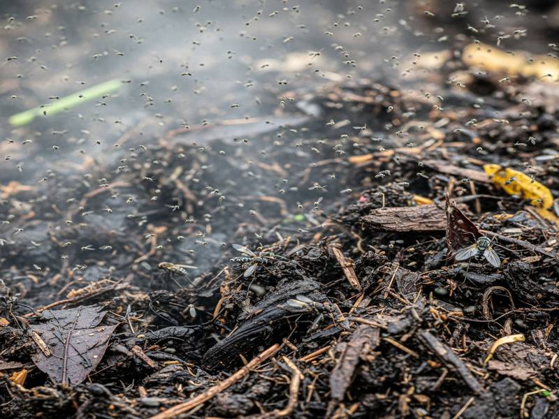 Moucherons volant au-dessus d'un tas de compost